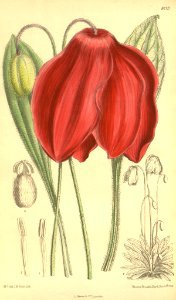 Red Flag Himalayan poppy (Meconopsis punicea). Free illustration for personal and commercial use.