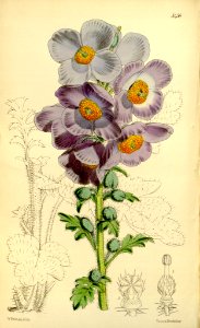 Meconopsis aculeata - 1864. Free illustration for personal and commercial use.