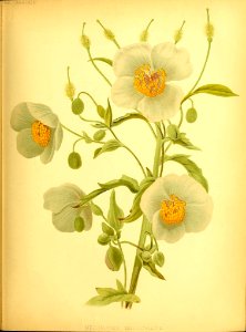 Meconopsis paniculata - 1881. Free illustration for personal and commercial use.