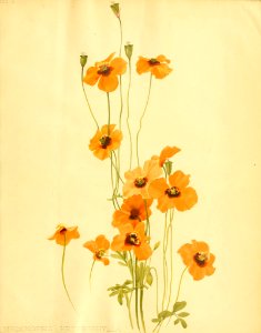 Meconopsis heterophylla - 1899