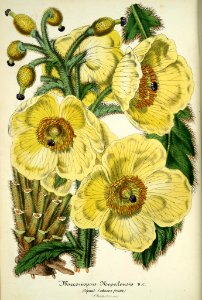 Meconopsis nepalensis - 1856. Free illustration for personal and commercial use.