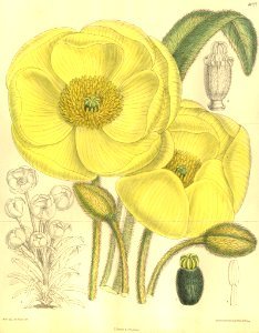 Meconopsis integrifolia -  1905