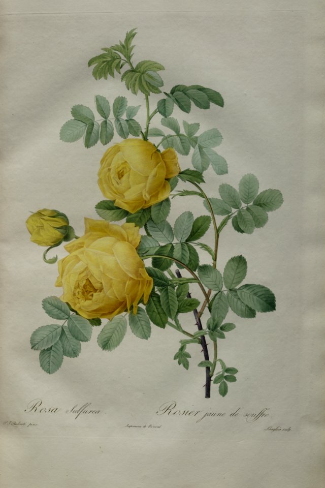 Rosa 'Jaune de Soufre' by P.J. Redouté (1824)