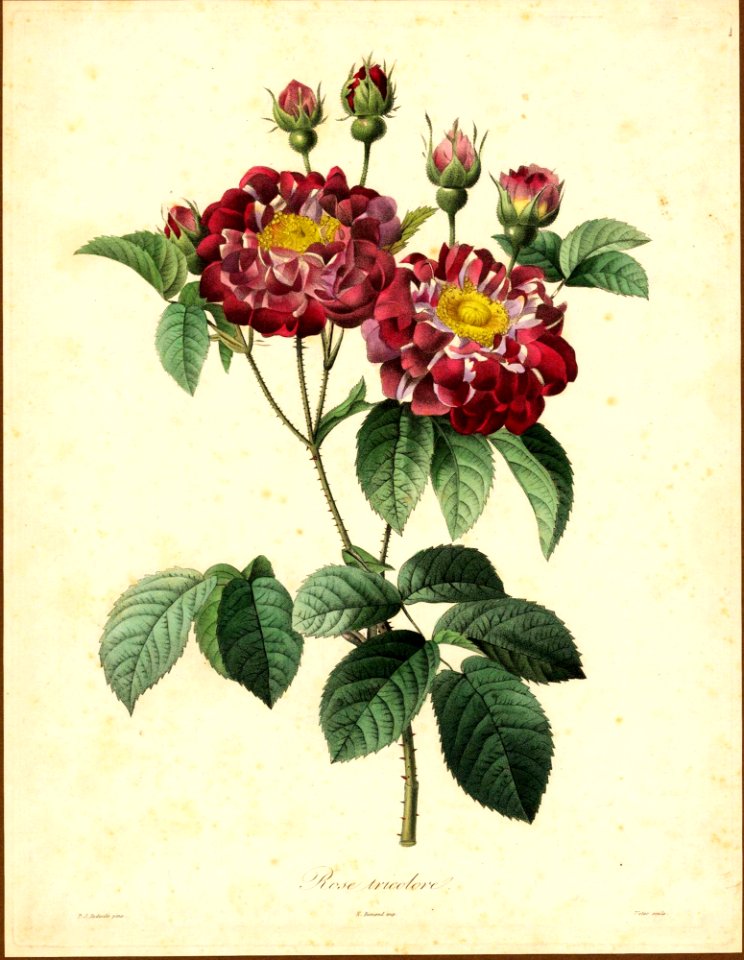 Rose tricolore  by P.J. Redouté (1824)