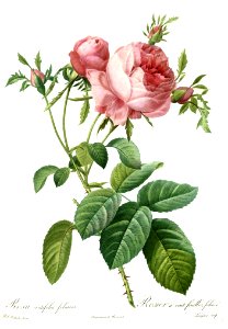 Rosa x centifolia foliacea by P.J. Redouté (1824)