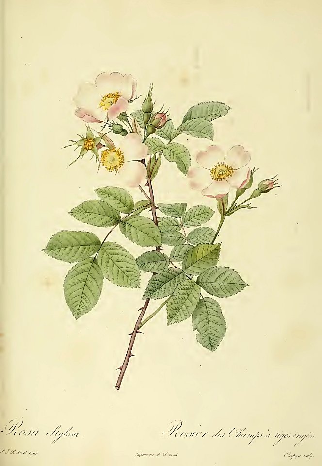 Rosa stylosa : Rosier des Champs à Tiges Érigées - by P.J. Redouté (1824)