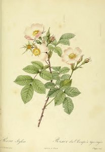 Rosa stylosa : Rosier des Champs à Tiges Érigées - by P.J. Redouté (1824)