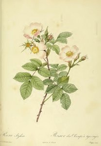 Rosa stylosa : Rosier des Champs à Tiges Érigées - by P.J. Redouté (1824). Free illustration for personal and commercial use.