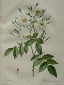 Musk Rose. Rosa moschata. By P.J. Redouté (1824). Free illustration for personal and commercial use.