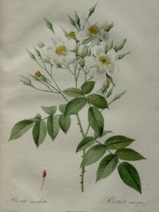 Musk Rose. Rosa moschata. By P.J. Redouté (1824)