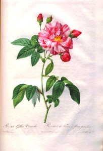 Rosa gallica versicolor by P.J. Redouté (1824). Free illustration for personal and commercial use.