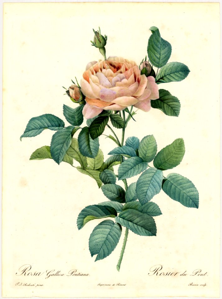 Rosa gallica Pontiana - by P.J. Redouté (1824)