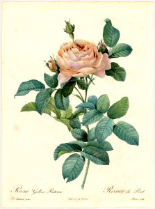 Rosa gallica Pontiana - by P.J. Redouté (1824)