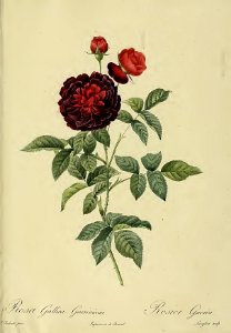 Rosa gallica Gueriniana