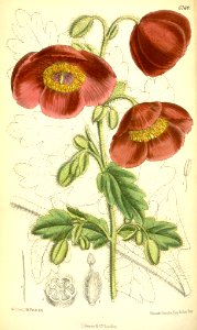 Meconopsis paniculata - 1884. Free illustration for personal and commercial use.