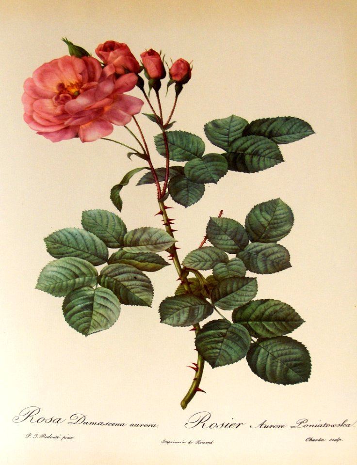 Rosa damascena aurora by P.J. Redouté (1824)