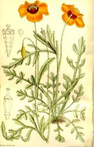 Meconopsis heterophylla - 1899