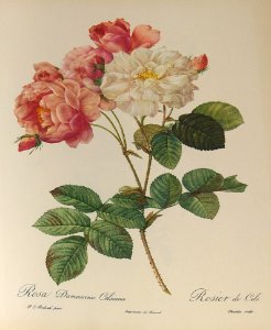 Rosa damascena Celsiana by P.J. Redouté (1824)-.. Free illustration for personal and commercial use.