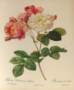 Rosa damascena Celsiana by P.J. Redouté (1824)-.