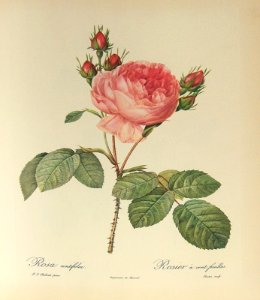 Rosa centifolia by P.J. Redouette (1824)