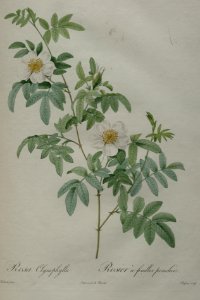 Rosa clynophylla; Rosier a feuilles penchees -1824