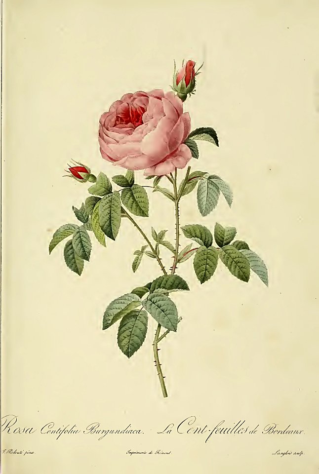 Rosa centifolia Burgundiaca