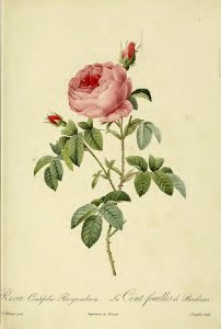 Rosa centifolia Burgundiaca