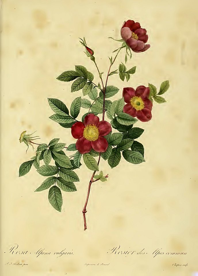 Rosa alpina vulgaris : Rosier des Alpes Commun - by P.J. Redouté