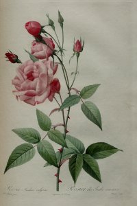 Rosa 'Old Blush' syn. Rosa 'Parsons Pink China' [as Rosa Indica vulgaris]  P.J. Redouté (1824)