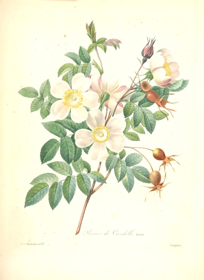 Rosa 'Rosier de candolle.'  P.J. Redouté (1824)