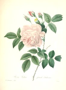 Rosa 'Hume's Blush' Tea scented China. P.J. Redouté (1824)