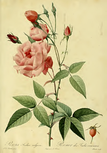Rosa 'Old Blush' syn. Rosa 'Parsons Pink China' By P.J. Redouté (1824)