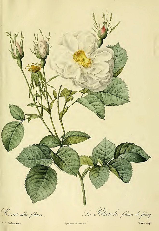Rosa 'Alba Foliacea'