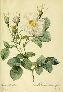 Rosa 'Alba Foliacea'