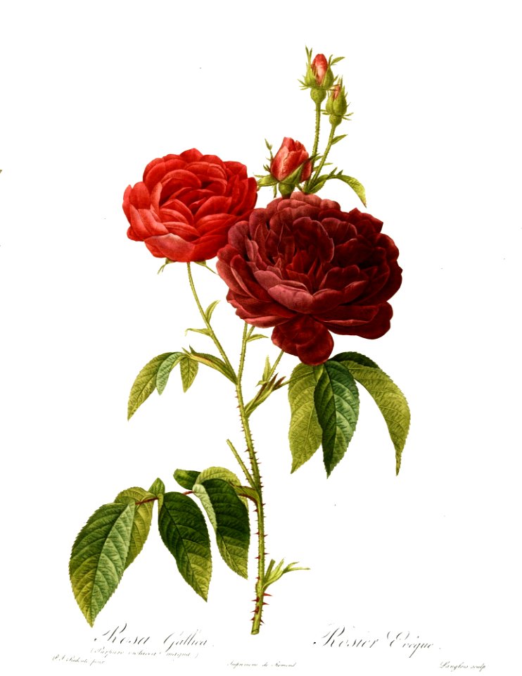 Rosa gallica purpuro violacea magna. By P.J. Redouté (1824)