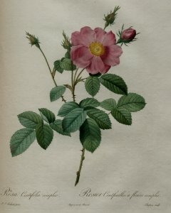 Rosa centifolia 'Ciudad d'Oviedo.' By P.J. Redouté (1824)