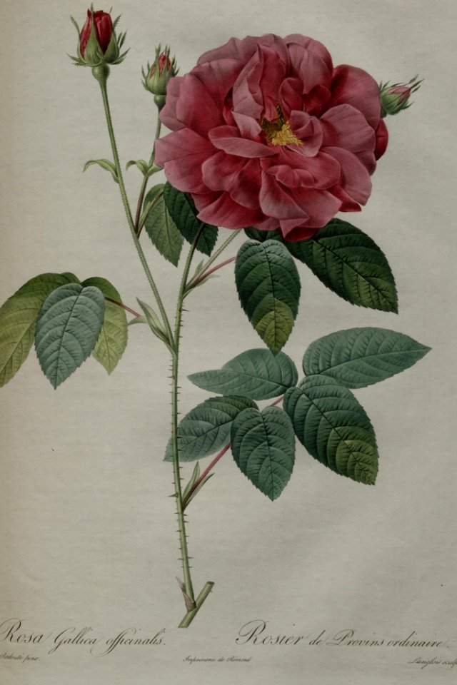 Rosa gallica L. 'Officinalis' - by P.J. Redouté (1824)