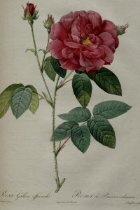 Rosa gallica L. 'Officinalis' - by P.J. Redouté (1824)