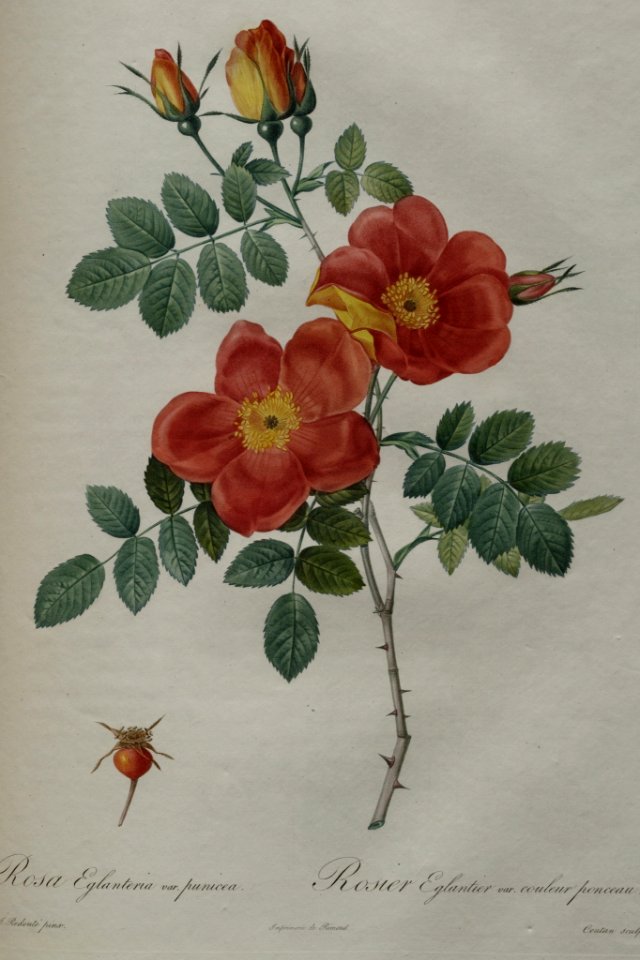 Rosa foetida 'Bicolor' by P.J. Redouté (1824)