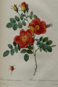 Rosa foetida 'Bicolor' by P.J. Redouté (1824). Free illustration for personal and commercial use.