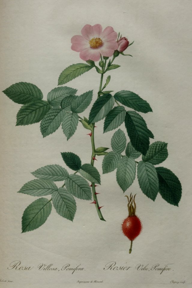 Rosa pomifera - by P.J. Redouté (1824)