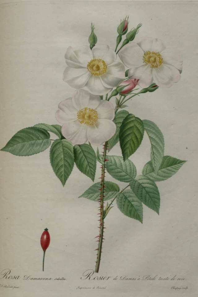 Rosa x dupontii - by P.J. Redouté (1824)
