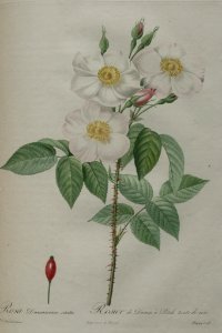 Rosa x dupontii - by P.J. Redouté (1824). Free illustration for personal and commercial use.