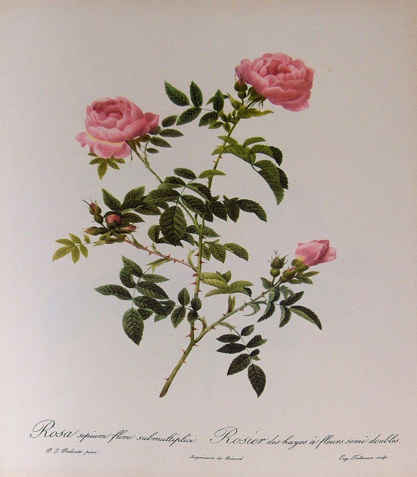 Rosa sepium flore submultiplia by P.J. Redouté (1824).