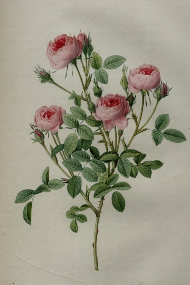 Rosa centifolia 'De Meaux' - by P.J. Redouté (1824)
