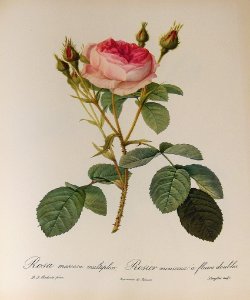 Rosa muscosa multiplex by P.J. Redouté (1824). Free illustration for personal and commercial use.