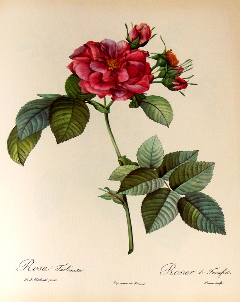 Rosa turbinata by P.J. Redouté (1824)