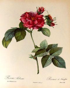 Rosa turbinata by P.J. Redouté (1824). Free illustration for personal and commercial use.