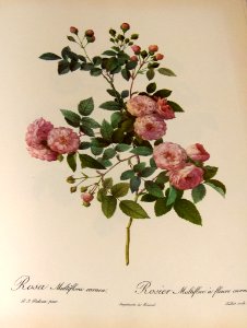 Rosa multiflora carnea by P.J. Redouté (1824).. Free illustration for personal and commercial use.