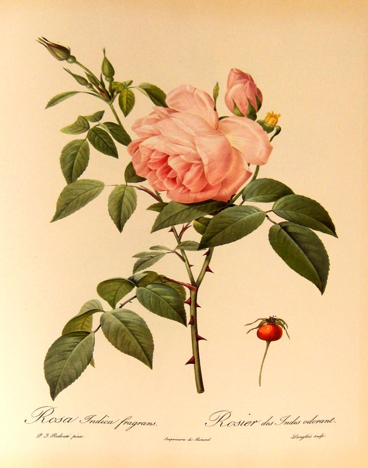 Rosa indica fragrans  by P.J. Redouté (1824)
